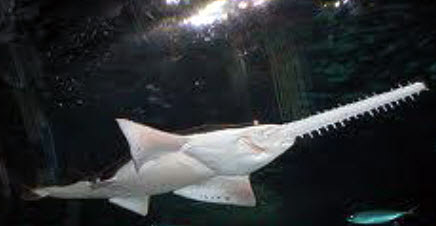 Pristis pristis_07.jpg